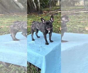 French Bulldog Dogs for adoption in Weston, FL, USA