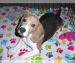 Small #8 Beagle