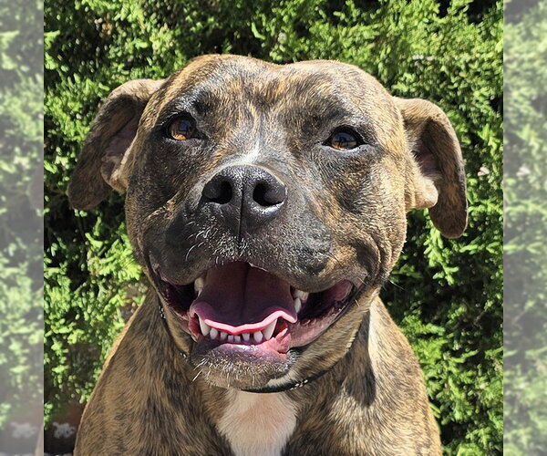Medium Photo #1 American Staffordshire Terrier-Unknown Mix Puppy For Sale in Albuquerque, NM, USA