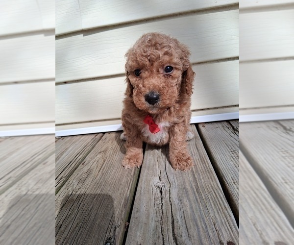Medium Photo #15 Goldendoodle (Miniature) Puppy For Sale in GASTONIA, NC, USA