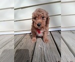 Small Photo #117 Goldendoodle (Miniature) Puppy For Sale in GASTONIA, NC, USA