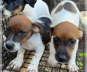 Jack Russell Terrier Puppy for sale in ELKTON, KY, USA