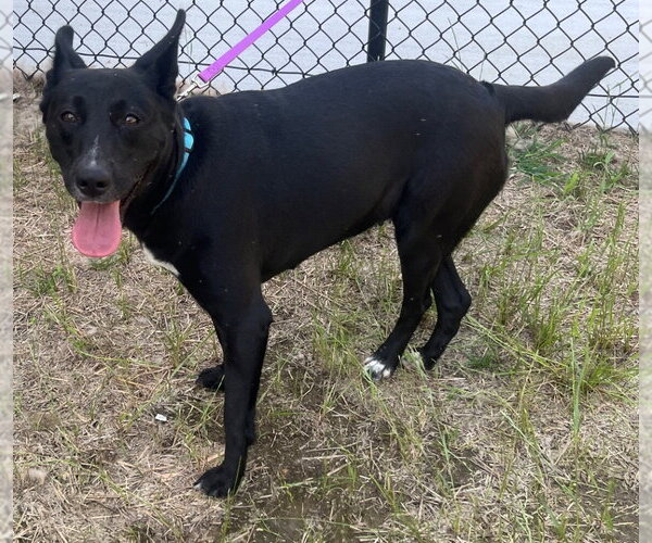 Medium Photo #9 Mutt Puppy For Sale in Tarboro, NC, USA