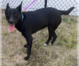 26-203 Midnight Ruby - Female Mutt Dog for Adoption - Photo #9
