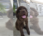 Puppy Tonna Newfoundland