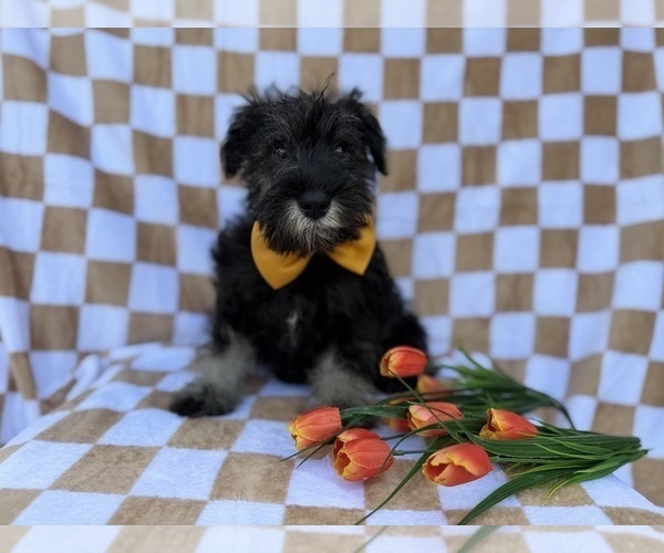 Medium Photo #1 Schnauzer (Miniature) Puppy For Sale in LAKELAND, FL, USA
