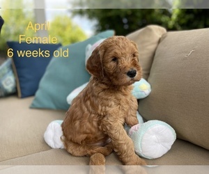 Goldendoodle Puppy for sale in PITTSBURG, CA, USA