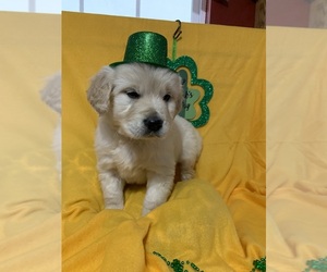 English Cream Golden Retriever Puppy for sale in DEARBORN, MO, USA