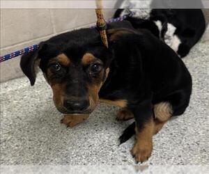 Labrador Retriever-Unknown Mix Dogs for adoption in Conroe, TX, USA