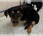 Small Labrador Retriever Mix