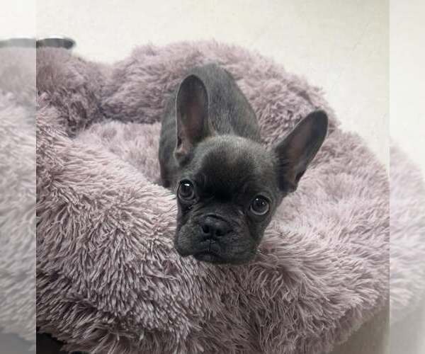 Medium Photo #1 French Bulldog Puppy For Sale in Newfield, NJ, USA