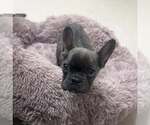 Small French Bulldog