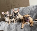 Small Photo #8 French Bulldog Puppy For Sale in MIDDLEBURG, FL, USA