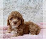 Small Photo #4 Poodle (Miniature) Puppy For Sale in MOUNT DORA, FL, USA