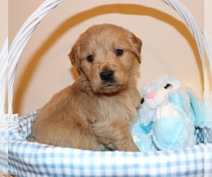 Goldendoodle Puppy for sale in BRIGHTON, MO, USA