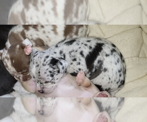 Chihuahua Puppy for sale in BLUE RIVER, WI, USA