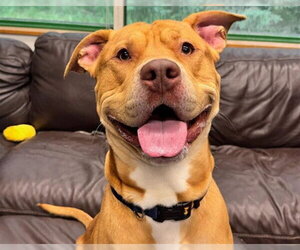 Mutt Dogs for adoption in Anchorage, AK, USA