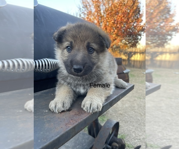 Medium Photo #7 German Shepherd Dog Puppy For Sale in DALLAS, TX, USA