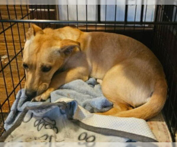 Medium Photo #7 Basset Hound-Welsh Corgi Mix Puppy For Sale in Des Moines, IA, USA