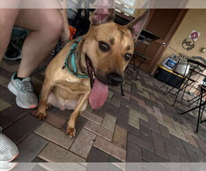 Charlie - Male Labrador Retriever-Unknown Mix Dog for Adoption - Photo #11
