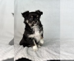 Small Photo #12 Chihuahua Puppy For Sale in BEAUMONT, TX, USA