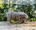 Small English Bulldog