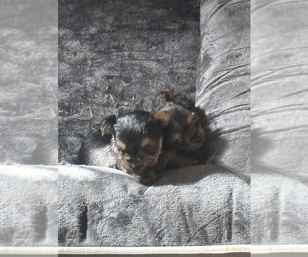 Medium Photo #4 Yorkshire Terrier Puppy For Sale in DENHAM SPRINGS, LA, USA