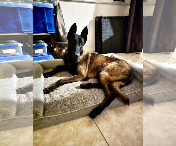 Medium Photo #2 Mutt Puppy For Sale in Stevens Point, WI, USA