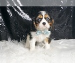 Small #3 Cavalier King Charles Spaniel