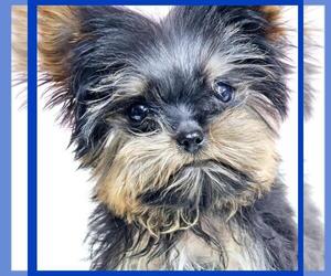 Morkie Puppy for sale in TAYLOR, TX, USA
