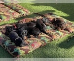 Small Photo #2 Doberman Pinscher Puppy For Sale in LUTZ, FL, USA