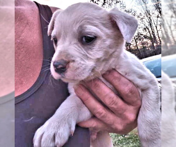 Medium Photo #1 Borador Puppy For Sale in Rutherfordton, NC, USA