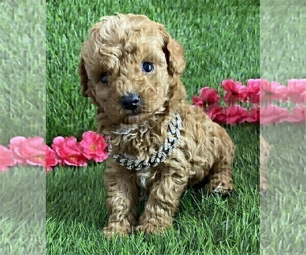 Medium Photo #35 Poodle (Toy) Puppy For Sale in BELLAIRE, TX, USA