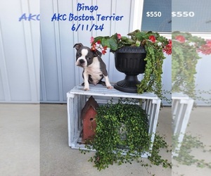 Boston Terrier Puppy for Sale in TOPEKA, Indiana USA