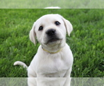 Small #2 Labrador Retriever