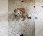 Small #16 Labradoodle