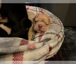 Small Photo #6 Frenchie Pug Puppy For Sale in BLOOMINGTON, IL, USA