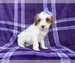 Small #4 Cavapoo (Miniature)