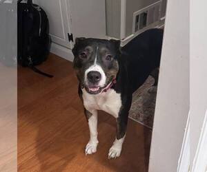 SADIE - Female Mutt Dog for Adoption - Photo #3