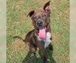 Small Labrador Retriever-Plott Hound Mix