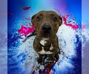 American Pit Bull Terrier Dogs for adoption in Brighton, CO, USA