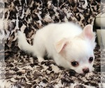 Puppy 2 Chihuahua