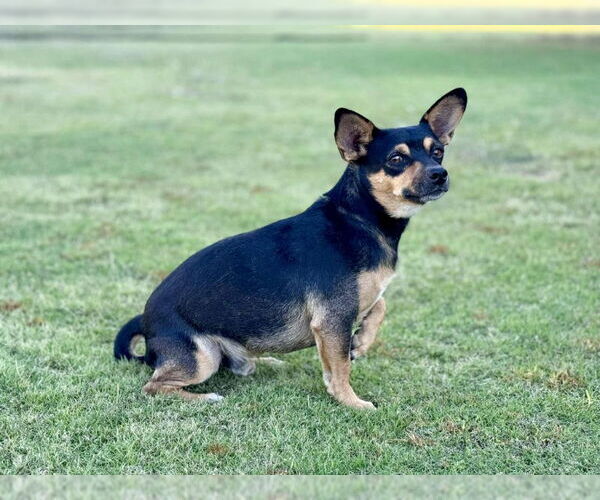 Medium Photo #5 Chihuahua-Unknown Mix Puppy For Sale in PIPE CREEK, TX, USA