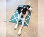 Small #11 Boxer Mix