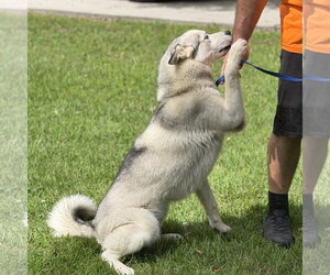 CLAUDIA - Female Siberian Husky Dog for Adoption - Photo #4