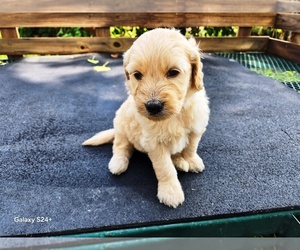 Goldendoodle Puppy for sale in LEON, KS, USA