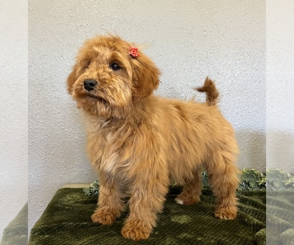 Medium Photo #4 Mini Whoodle (Wheaten Terrier/Miniature Poodle) Puppy For Sale in DOSS, MO, USA