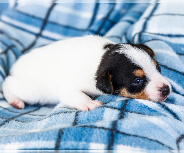 Medium Photo #27 Fox Terrier (Smooth)-Fox Terrier (Toy) Mix Puppy For Sale in WAKARUSA, IN, USA