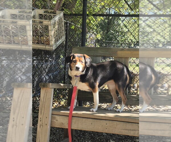 Medium Photo #1 Beagle-Unknown Mix Puppy For Sale in Elmsford, NY, USA