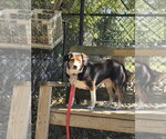 Small Beagle Mix